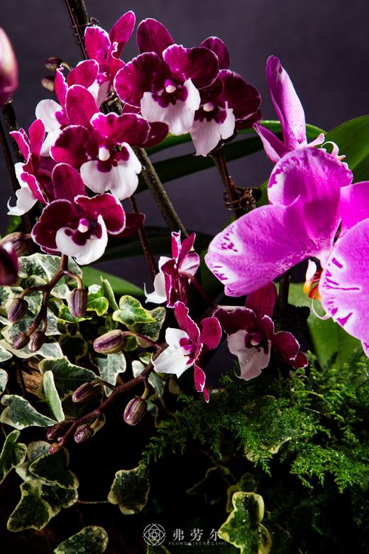 蛇行大运 商品图1