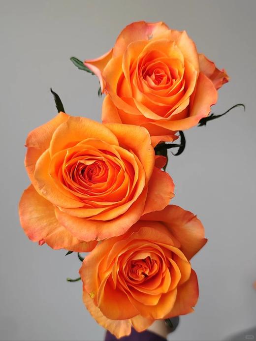 国产单头玫瑰花国王日10支 商品图4