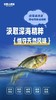 【分销】北麂野生大黄鱼，肉质鲜香嫩滑，体型修长，色泽金黄，养殖基地远离海岸线50海里，水质清澈 商品缩略图2