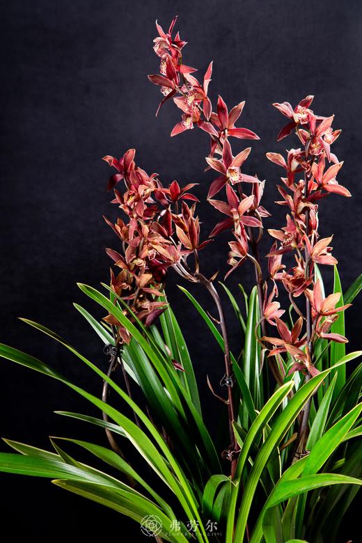 25年 年宵花 组合植物--国兰 商品图1