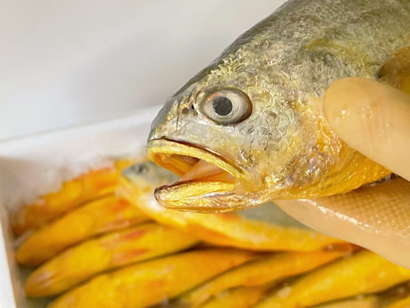 【分销】北麂野生大黄鱼，肉质鲜香嫩滑，体型修长，色泽金黄，养殖基地远离海岸线50海里，水质清澈