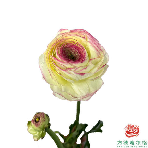 洋牡丹-超级-西柚公主  5枝1扎5枝/扎 商品图2