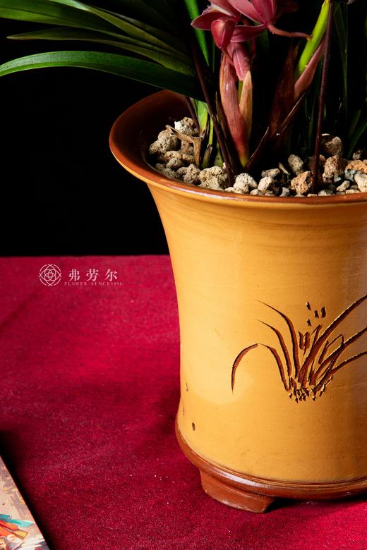 25年 年宵花 组合植物--蕙兰 商品图2