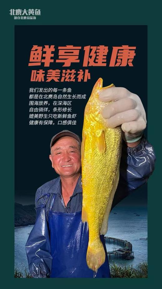 【分销】北麂野生大黄鱼，肉质鲜香嫩滑，体型修长，色泽金黄，养殖基地远离海岸线50海里，水质清澈 商品图6