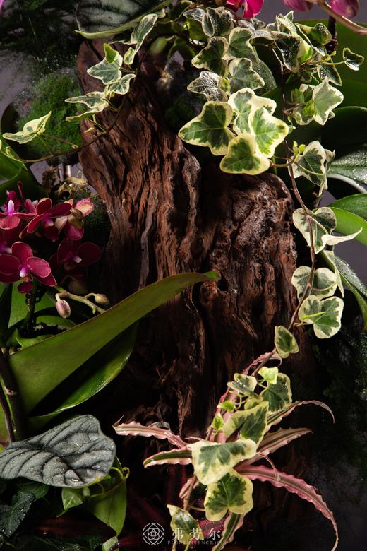 蛇全蛇美 商品图4