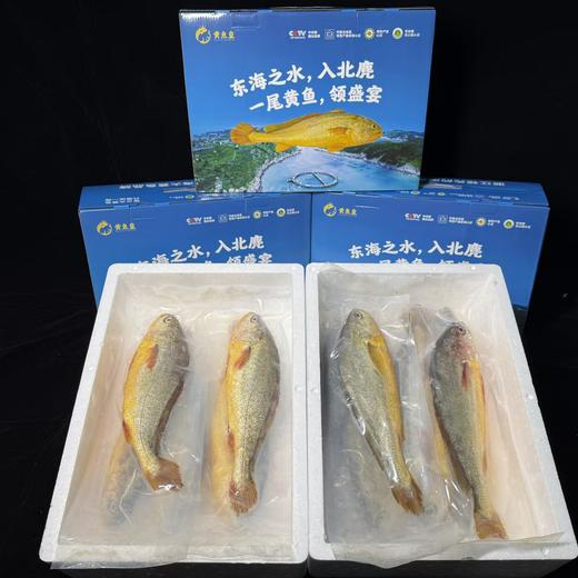 【分销】北麂野生大黄鱼，肉质鲜香嫩滑，体型修长，色泽金黄，养殖基地远离海岸线50海里，水质清澈 商品图1