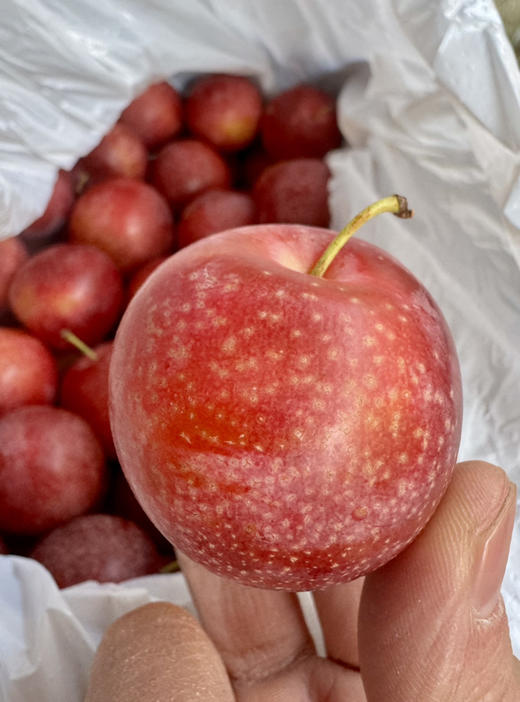 必入推荐！空运！进口樱桃李，鲜甜多汁！吃起来既像大号金车，又有李子风味，软硬都各具特色 商品图4