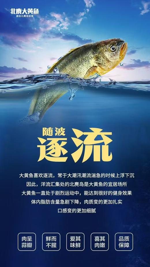 【分销】北麂野生大黄鱼，肉质鲜香嫩滑，体型修长，色泽金黄，养殖基地远离海岸线50海里，水质清澈 商品图4