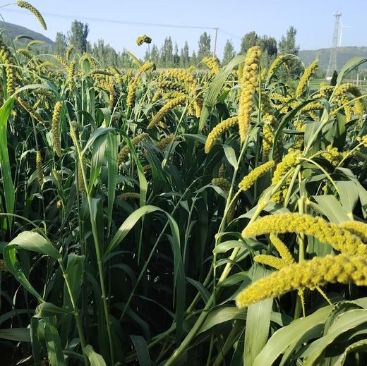 年货好物 | 山东莒农粮行小米 商品图4