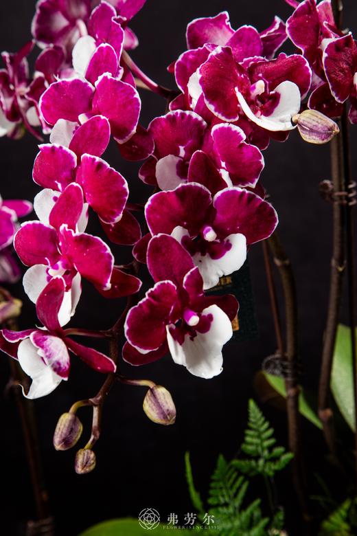 蛇蛇如意 商品图2