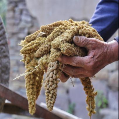 年货好物 | 山东莒农粮行小米 商品图5