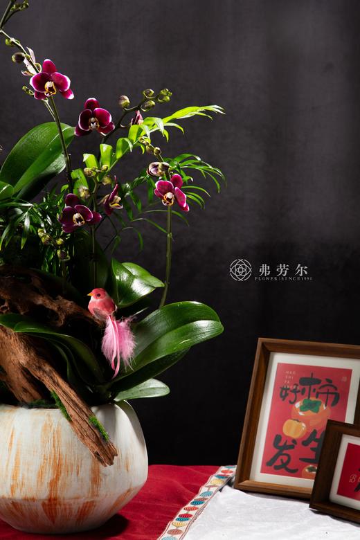 丰衣足蛇 商品图1