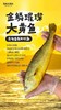 【分销】北麂野生大黄鱼，肉质鲜香嫩滑，体型修长，色泽金黄，养殖基地远离海岸线50海里，水质清澈 商品缩略图8