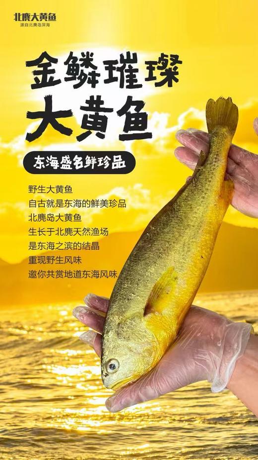 【分销】北麂野生大黄鱼，肉质鲜香嫩滑，体型修长，色泽金黄，养殖基地远离海岸线50海里，水质清澈 商品图8