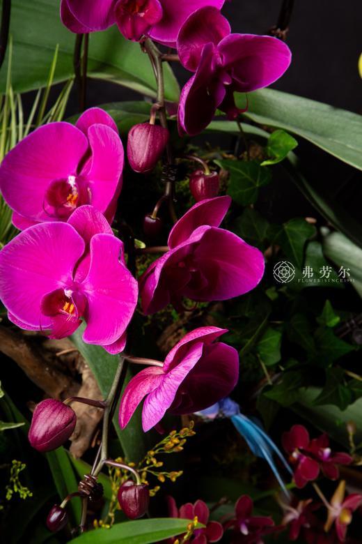 绘蛇添彩 商品图2