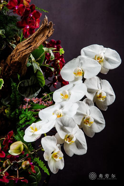 白蛇接财 商品图1