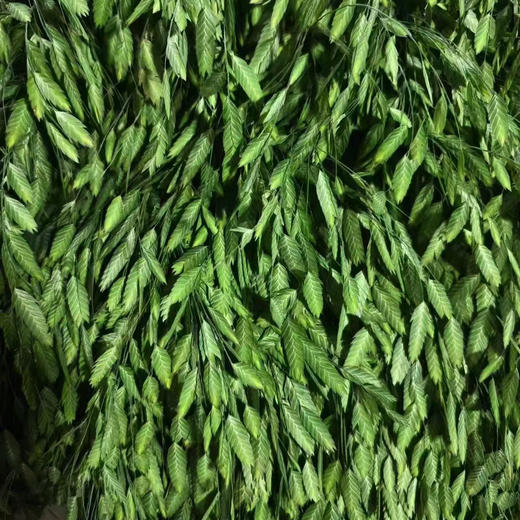 小盼草 商品图1