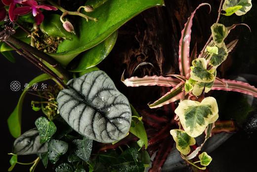 蛇全蛇美 商品图2