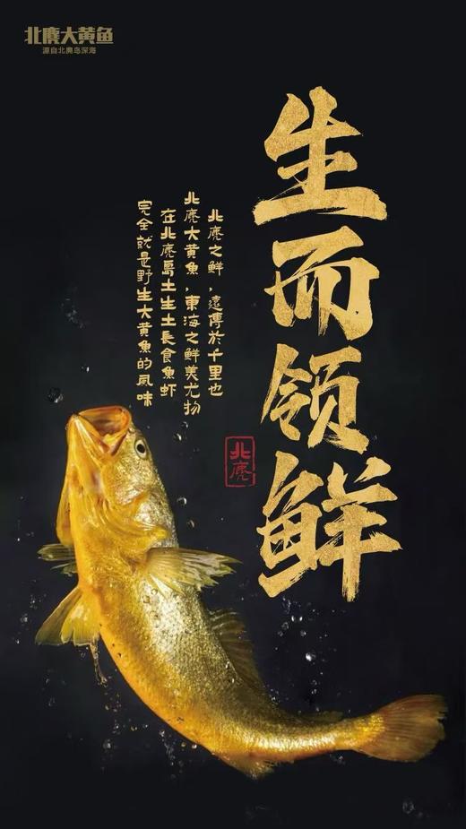 【分销】北麂野生大黄鱼，肉质鲜香嫩滑，体型修长，色泽金黄，养殖基地远离海岸线50海里，水质清澈 商品图3