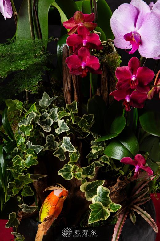 福绕蛇年 商品图1