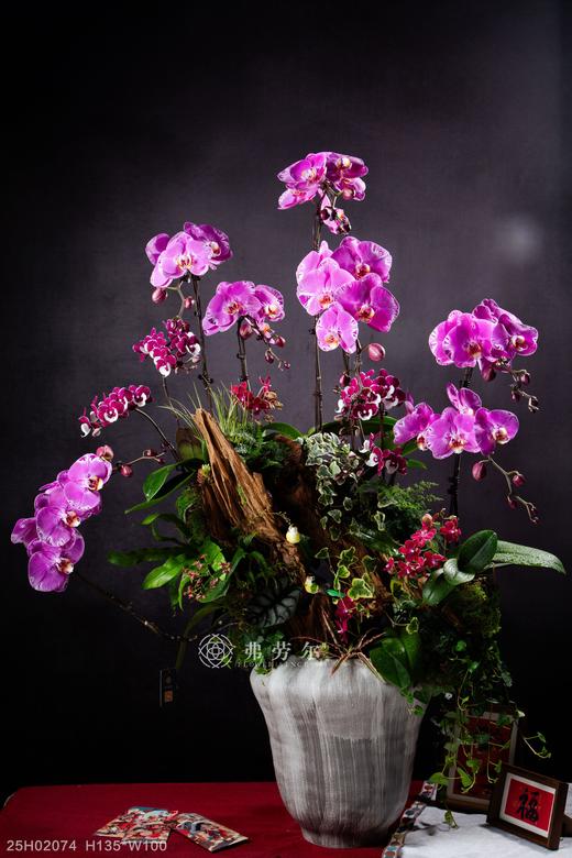 蛇行大运 商品图0