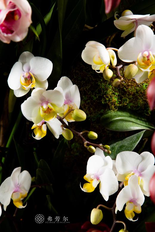 蛇来淑景新 商品图1