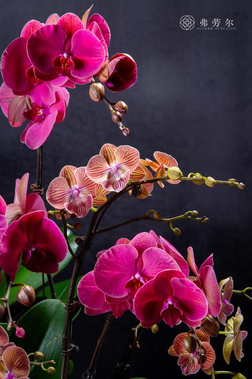 神气蛇足 商品图2