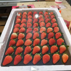 【25元/盒】甜宝奶莓（单层）1.9斤左右（1501673）