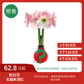 【预售超值体验】粉白花 石蜡朱顶红大号球（蜡面款式随机） 次日韵达快递包邮发货