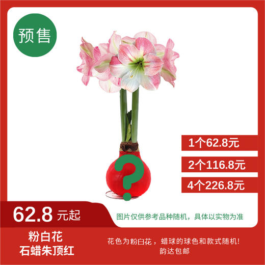 【预售超值体验】粉白花 石蜡朱顶红大号球（蜡面款式随机） 次日韵达快递包邮发货 商品图0