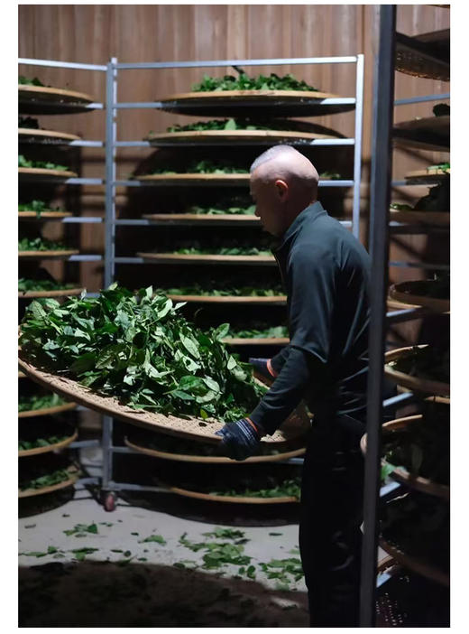 竹窠肉桂 荔枝木碳焙 商品图8