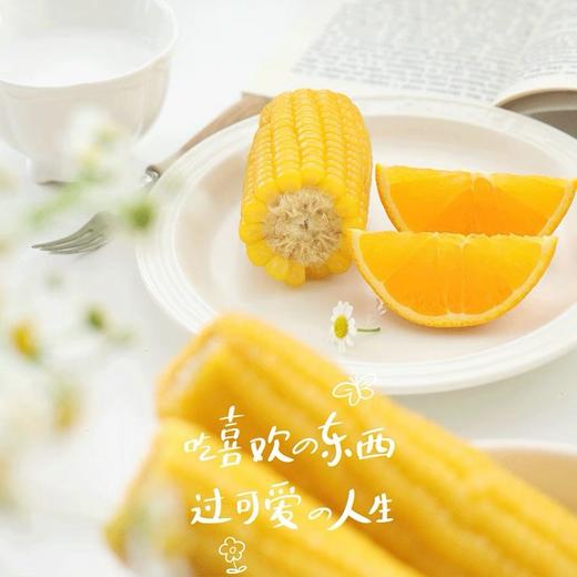 海伦长发鲜食玉米10根装 商品图3