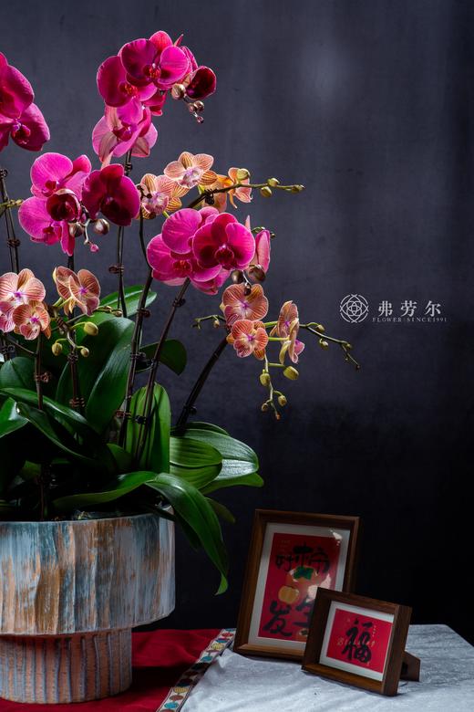 神气蛇足 商品图1