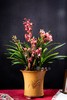 25年 年宵花 组合植物--蕙兰 商品缩略图0