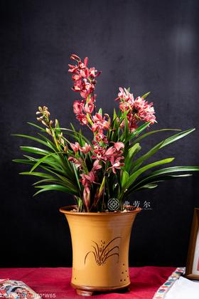 25年 年宵花 组合植物--蕙兰
