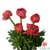 洋牡丹-超级-红色5枝1扎 商品缩略图0
