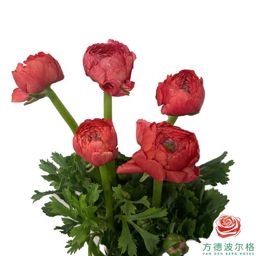 洋牡丹-超级-红色5枝1扎 商品图0