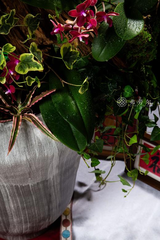 蛇行大运 商品图4