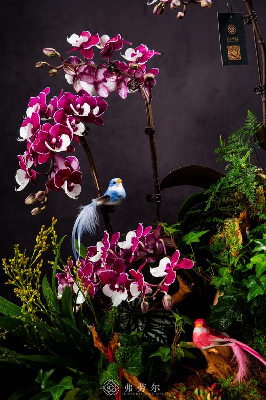 蛇蛇如意 商品图1