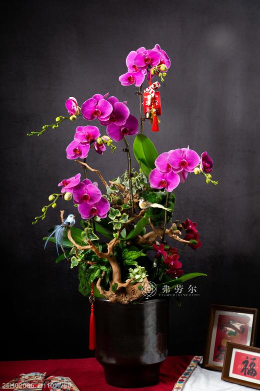 蛇采飞扬 商品图0