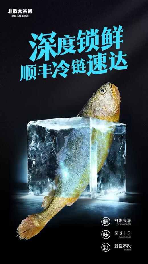 【分销】北麂野生大黄鱼，肉质鲜香嫩滑，体型修长，色泽金黄，养殖基地远离海岸线50海里，水质清澈 商品图5