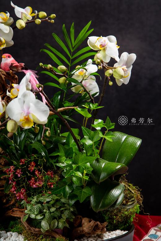 神气蛇足 商品图2