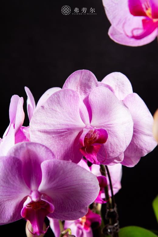 福绕蛇年 商品图3