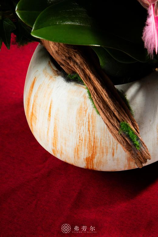 丰衣足蛇 商品图3