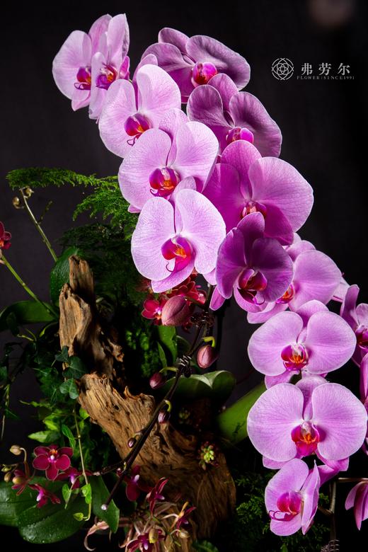 与蛇俱进 商品图2