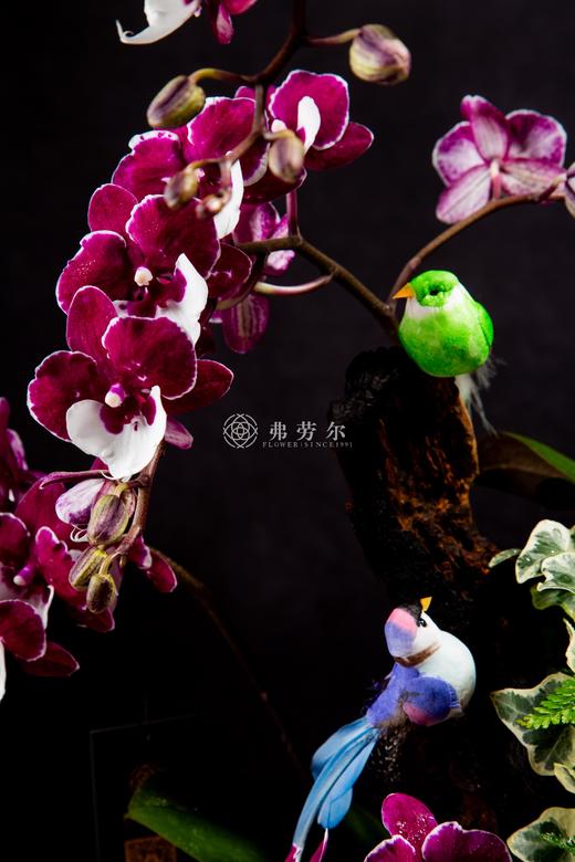 以蛇为贵 商品图2