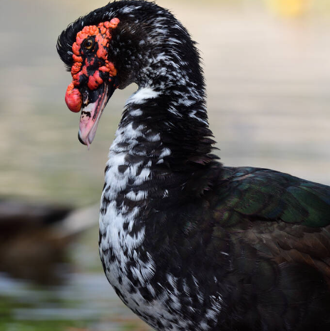 高原红嘴雁【冷链配送】