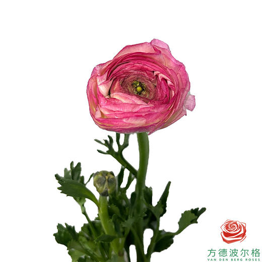 洋牡丹-超级-西柚公主  5枝1扎5枝/扎 商品图1