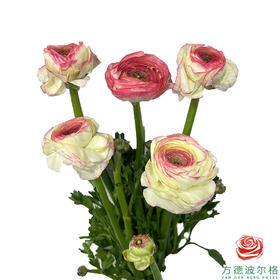 洋牡丹-超级-西柚公主  5枝1扎5枝/扎