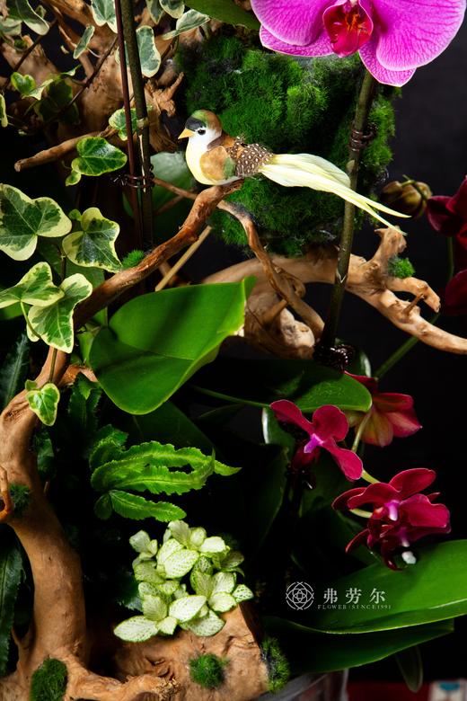 蛇采飞扬 商品图1